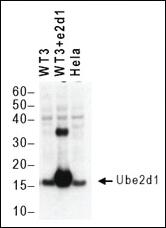 Anti-UBE2D1 Rabbit Polyclonal Antibody