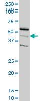 Anti-RAPGEFL1 Mouse Monoclonal Antibody [clone: 4G2]