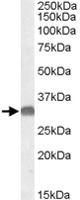 Anti-OTUB Goat Polyclonal Antibody