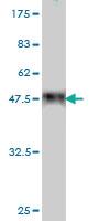 Anti-CARD16 Mouse Monoclonal Antibody [clone: 3E10]