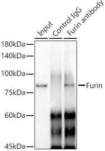 Immunoprecipitation analysis of 300 µg extracts of A-549 cells using 3 µg of Anti-Furin Antibody [ARC1221] (A305990). This Western blot was performed on the immunoprecipitate using Anti-Furin Antibody [ARC1221] (A305990) at a dilution of 1:1000