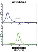 Anti-OTC Rabbit Polyclonal Antibody