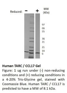 Human recombinant TARC/CCL17 (from <i>E. coli</i>)