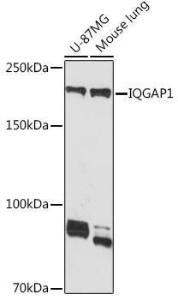 Anti-IQGAP1 Rabbit Monoclonal Antibody [clone: ARC1739]