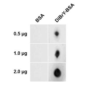 Dot blot analysis of 3, 5-Dibromotyrosine-BSA Conjugate using Anti-Dibromo-tyrosine Antibody [6G3] (A304791) at 1:1000 for 2 hours at room temperature