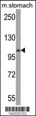 Anti-E1 Ubiquitin (UBE1) Rabbit Polyclonal Antibody