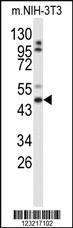 Anti-GORAB Rabbit Polyclonal Antibody