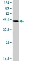 Anti-DCTD Mouse Polyclonal Antibody