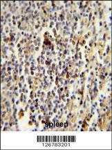 Anti-CD1E Rabbit Polyclonal Antibody (AP (Alkaline Phosphatase))