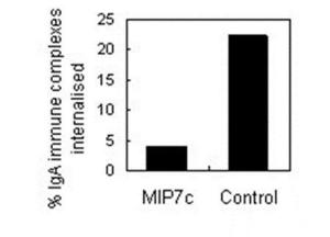 Neutrophil phagocytosis of IgA immune complexes in presence or absence (control) of<br />MIP7c