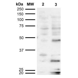 Western blot analysis of human Cervical cancer cell line (HeLa) lysate showing detection of Dibromo-tyrosine protein using Anti-Dibromo-tyrosine Antibody [6G3] (A304791) at 1:1000 for 2 hours at room temperature