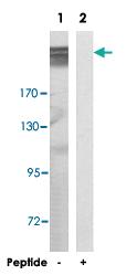 Anti-MEGF8 Rabbit Polyclonal Antibody