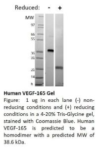 Human recombinant VEGF-165 (from <i>E. coli</i>)