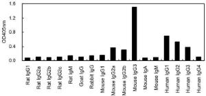 ELISA for cross-reactivity to various immunoglobulins