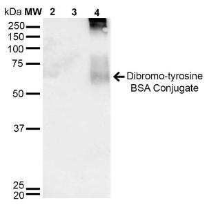 Western blot analysis of 3, 5-Dibromotyrosine-BSA Conjugate showing detection of 67 kDa Dibromo-tyrosine protein using Anti-Dibromo-tyrosine Antibody [6G3] (A304791) at 1:1000 for 2 hours at room temperature