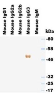 Western blotting under reducing condition