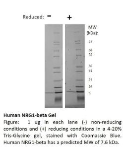 Human Recombinant NRG1-beta (from E. coli)