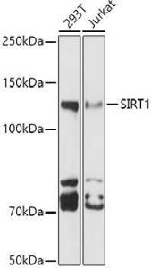 Western blot analysis of extracts of various cell lines, using Anti-SIRT1 Antibody (A308900) at 1:1000 dilution