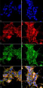 Immunocytochemistry/Immunofluorescence analysis of human embryonic kidney epithelial cell line (HEK293), fixed in 5% formaldehyde for 5 minutes, using Anti-Dibromo-tyrosine Antibody [6G3] (A304791), at 1:50 for 30-60 min at room temperature