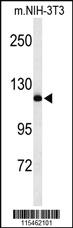 Anti-NEDD4 Rabbit Polyclonal Antibody