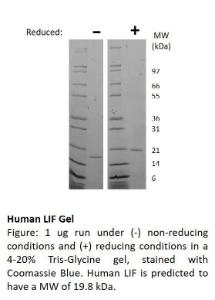 Human recombinant LIF (from <i>E. coli</i>)