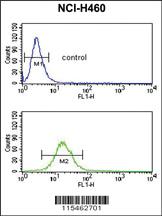 Anti-NEDD4 Rabbit Polyclonal Antibody