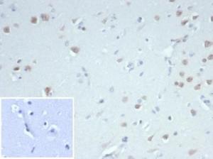 Immunohistochemical analysis of formalin-fixed, paraffin-embedded human cerebellum tissue using Anti-NeuN Antibody [NeuN/7071R]