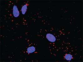 Anti-APC + CTNNA1 Antibody Pair