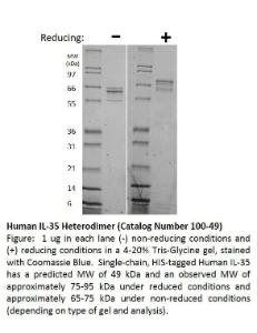 Human recombinant IL-35 Heterodimer (from <i>E. coli</i>)