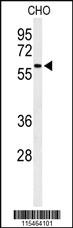 Anti-SDPR Rabbit Polyclonal Antibody