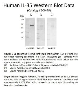 Human recombinant IL-35 Heterodimer (from <i>E. coli</i>)