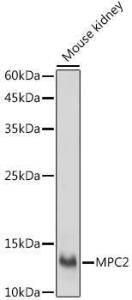 Antibody A307707-100 100 µl