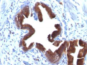 Immunohistochemical analysis of formalin-fixed, paraffin-embedded human gallbladder using Anti-Golgi Complex Antibody [SPM581]