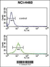 Anti-SDPR Rabbit Polyclonal Antibody