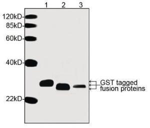 Anti-GST Mouse Monoclonal Antibody