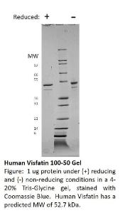 Human recombinant visfatin (from <i>E. coli</i>)