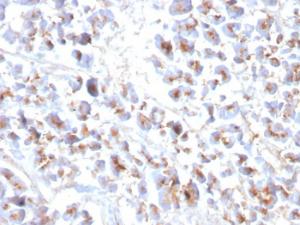 Immunohistochemical analysis of formalin-fixed, paraffin-embedded human pancreas using Anti-EPX Antibody [EPX/3908R]