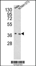 Anti-OGG1 Rabbit Polyclonal Antibody