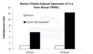 Human recombinant visfatin (from <i>E. coli</i>)