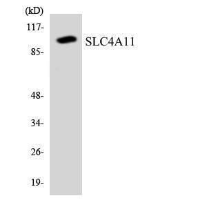 Anti-Sodium bicarbonate transporter-like protein 11 Rabbit Polyclonal Antibody