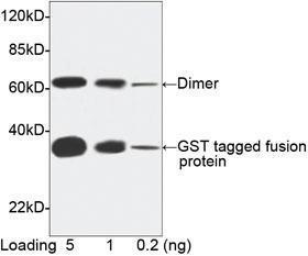 Anti-GST Mouse Monoclonal Antibody (Biotin)