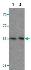 Anti-KPNA4 Rabbit Polyclonal Antibody