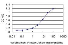 Anti-PRKG1 Mouse Monoclonal Antibody [clone: 5G9]