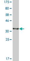 Anti-DNAJC10 Mouse Monoclonal Antibody [clone: 3A8]