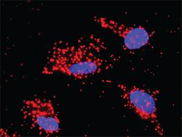 Anti-TRAF2 + MAPK9 Antibody Pair