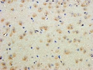 Anti-CNTN1 Goat Polyclonal Antibody