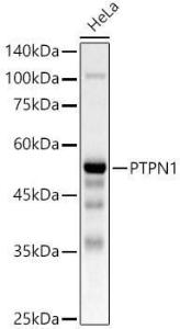 Western blot analysis of HeLa, using Anti-PTP1B Antibody (A309877) at 1:600 dilution