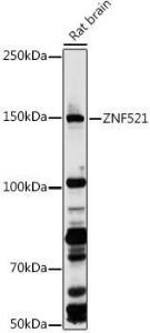 Anti-ZNF521 antibody