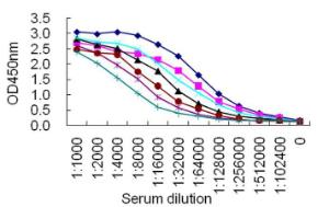 Sandwich ELISA for normal human serum samples using KT130 coated plate and HRP conjugated KT132