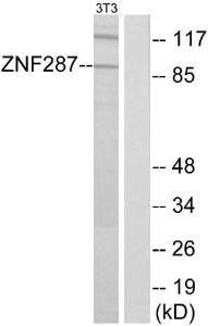 Western blot analysis of lysates from NIH/3T3 cells using Anti-ZNF287 Antibody. The right hand lane represents a negative control, where the antibody is blocked by the immunising peptide